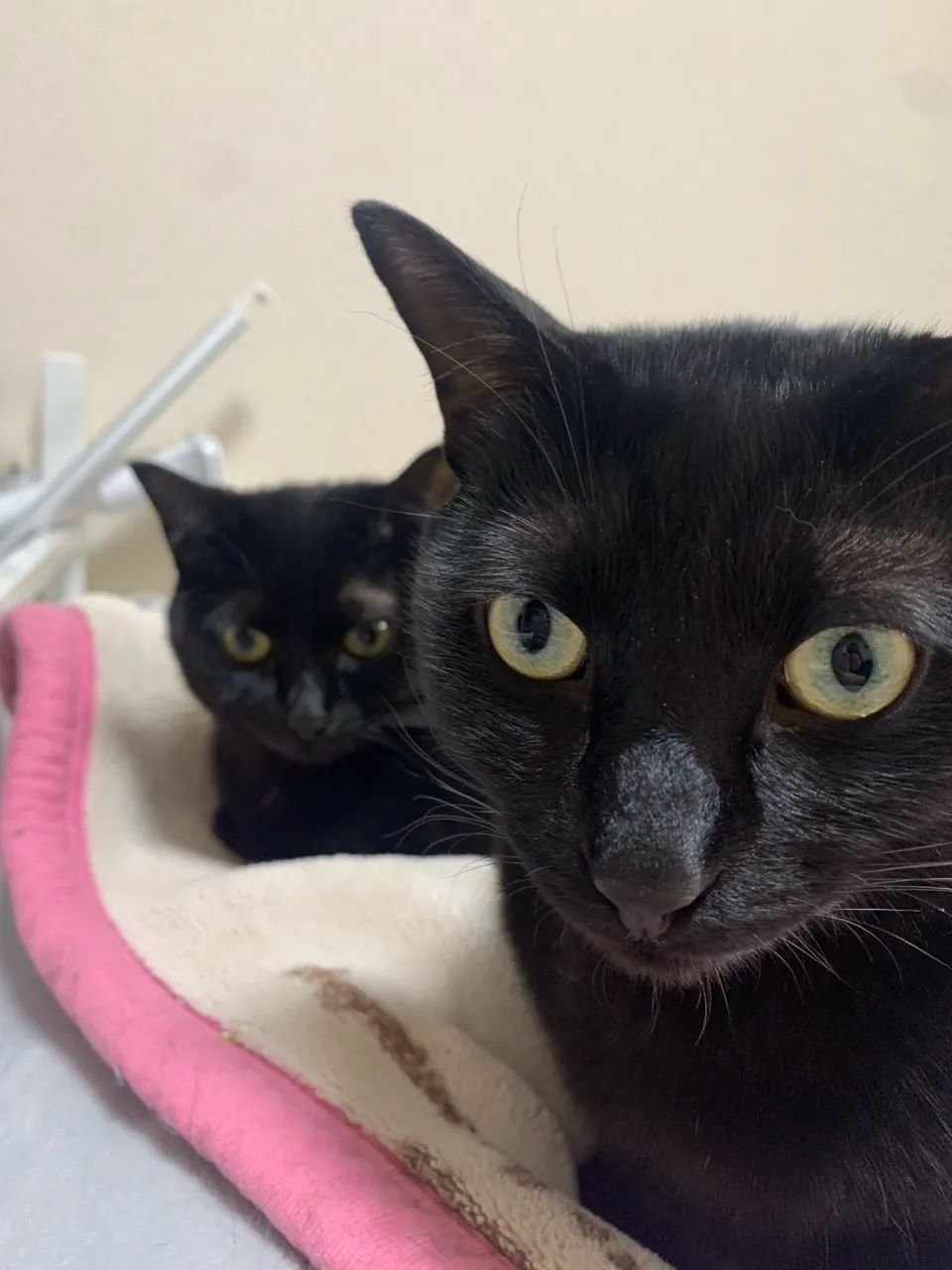 寄り添っている2匹の黒猫。