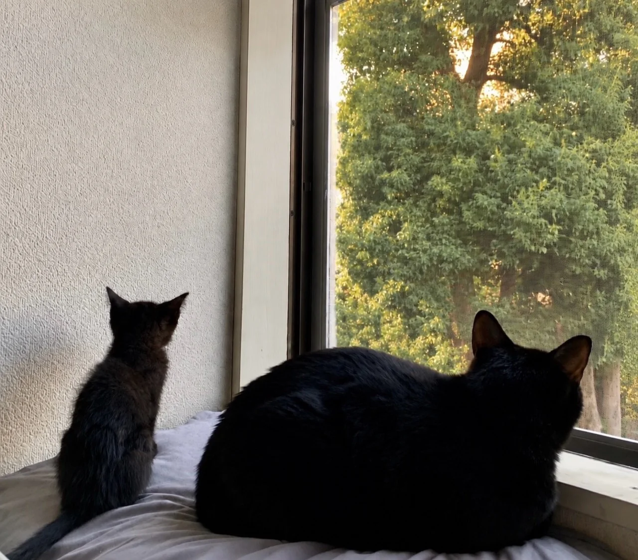窓辺で外を眺めるうにとあずき。右に大きなうに、左に小さなあずき。